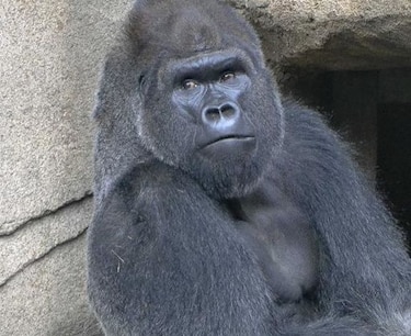 Zoológico de Cincinnati tiene nuevo gorila