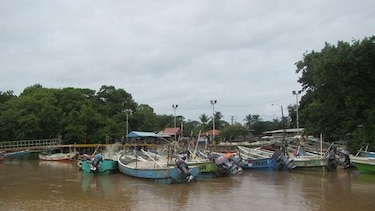 Arap investiga la muerte de peces en el área del puerto El Agallito de Chitré
