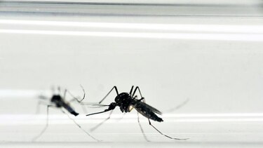 Mujer contagia zika a hombre