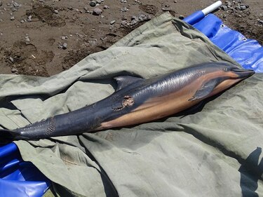 Dos delfines quedan varados en playa La Marinera, Tonosí 