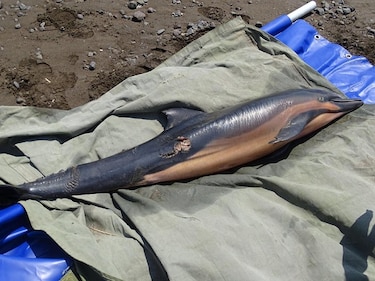 Dos delfines quedan varados en playa La Marinera, Tonosí