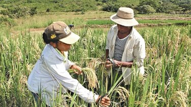 Elaboran plan para fortalecer la producción en el campo