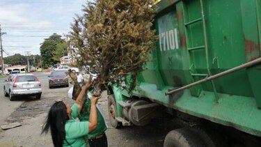 Efectúan operativo de recolección de árboles navideños