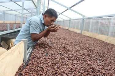 Agricultores de Centroamérica aumentan productividad con cultivo sostenible de cacao