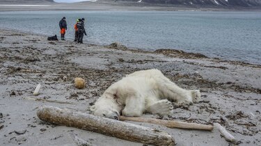 Matan en Noruega a un oso polar que atacó a un guía turístico