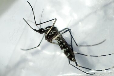 Otra muerte por dengue en el país