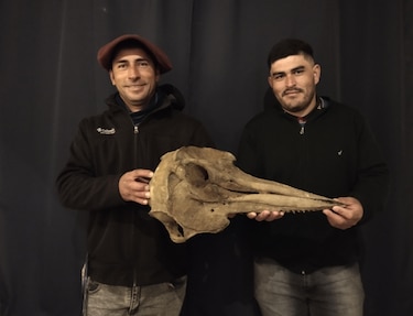 Encuentran en Argentina un cráneo de delfín con 5,000 años de antigüedad