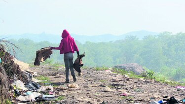 Exportarían basura de Chame
