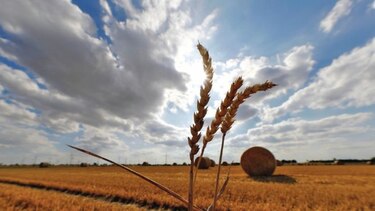 Canadá desplaza a la UE en la exportación de trigo