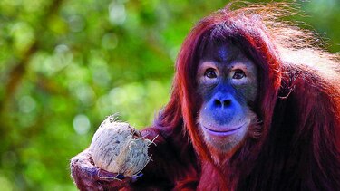 Primates, en peligro de extinción