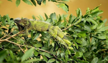 Multa de 450 dólares por cazar iguanas protegidas