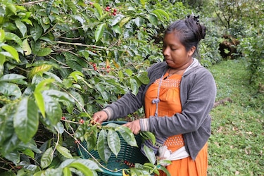 Las manos indígenas que impulsan el café panameño: tradición y una oportunidad de vida