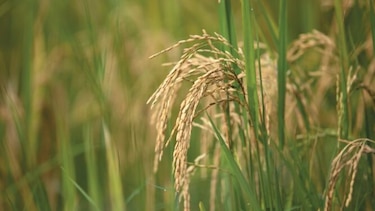Subsidio de arroz queda en manos del nuevo gobierno