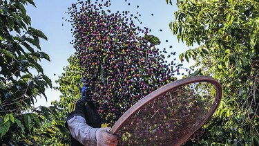 Productores de café se reúnen