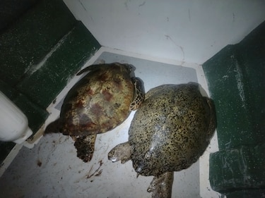 Monitoreo revela presencia de tortugas verdes adultas en Coiba
