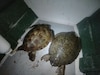 Monitoreo revela presencia de tortugas verdes adultas en Coiba