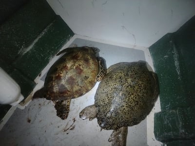 Monitoreo revela presencia de tortugas verdes adultas en Coiba