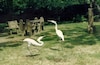 El señor de las garzas