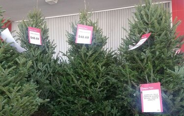 Importan 95 mil arbolitos de Navidad menos al mercado panameño