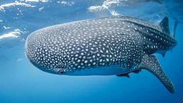 Tras la pista del tiburón ballena