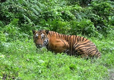 WWF: la Tierra perdió el 60% de sus animales salvajes en 44 años