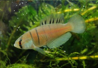 Descubren en Brasil una especie de pez cuyo ciclo de vida depende de charcos