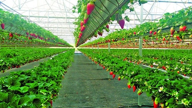 El agroparque de Volcán