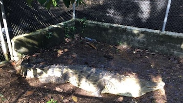 Murió el cocodrilo Juancho, uno de los más visitados del parque Summit