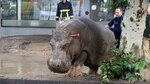 Ocho personas mueren y fieras escapan del zoo tras inundarse Tiflis