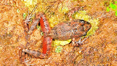 Hallan en Bolivia una nueva especie de rana