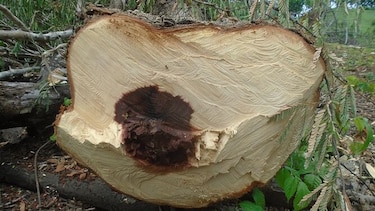 Cambio en el clima en Azuero provoca daños en especies de árboles