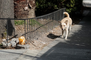 Polémica en México por el sacrificio de más de 10,000 perros 