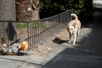 Polémica en México por el sacrificio de más de 10,000 perros 