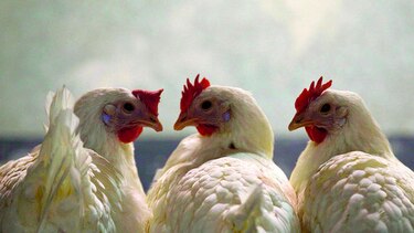 Carnes libres de antibióticos