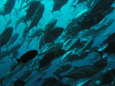 MarViva ayuda a conservar las áreas marinas protegidas costarricense