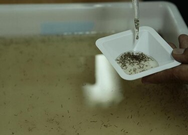 Minsa confirma la séptima muerte por dengue