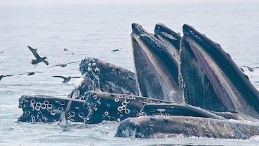 Drones para cuidar a las ballenas en el mundo