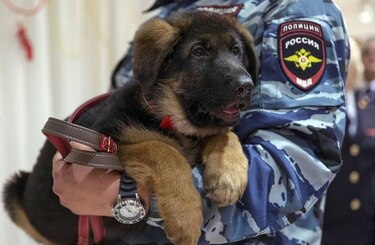 Rusia envía a Francia cachorro para sustituir a perro policía que murió en operativo antiterrorista