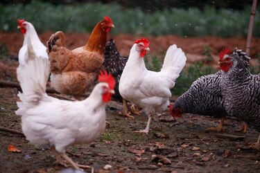 Declaran emergencia zoosanitaria por brote de influenza aviar en Ecuador