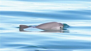 Expertos: Quedan menos de 30 vaquitas marinas