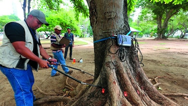 Estudian estado interno de los árboles urbanos