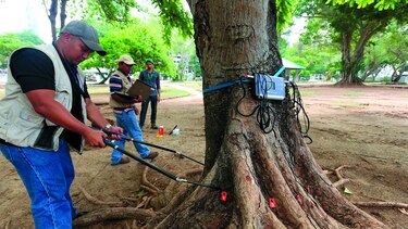 Estudian estado interno de los árboles urbanos