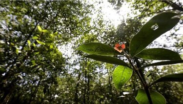 Tratado internacional de protección del ambiente es ley de República