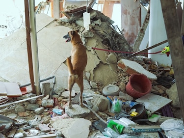 Cuatro patas en busca de vida