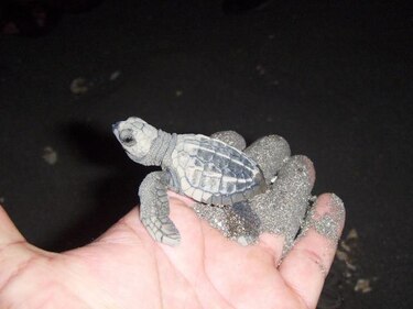 Más de 35 mil tortugas nacen en la costa de Cambutal
