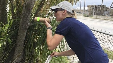 Florida combate mosquitos transmisores de zika con genética