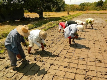ONU: 34 países no tienen alimento suficiente para la población