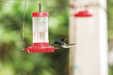 Hembras de colibrí se parecen a los machos para evitar el acoso
