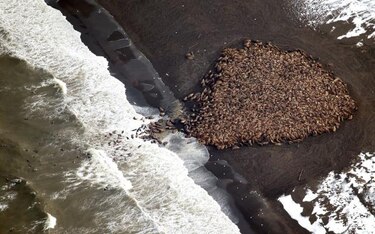 35 mil morsas quedan varadas en playas de Alaska por cambio climático