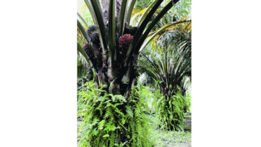 Paralizan planta extractora